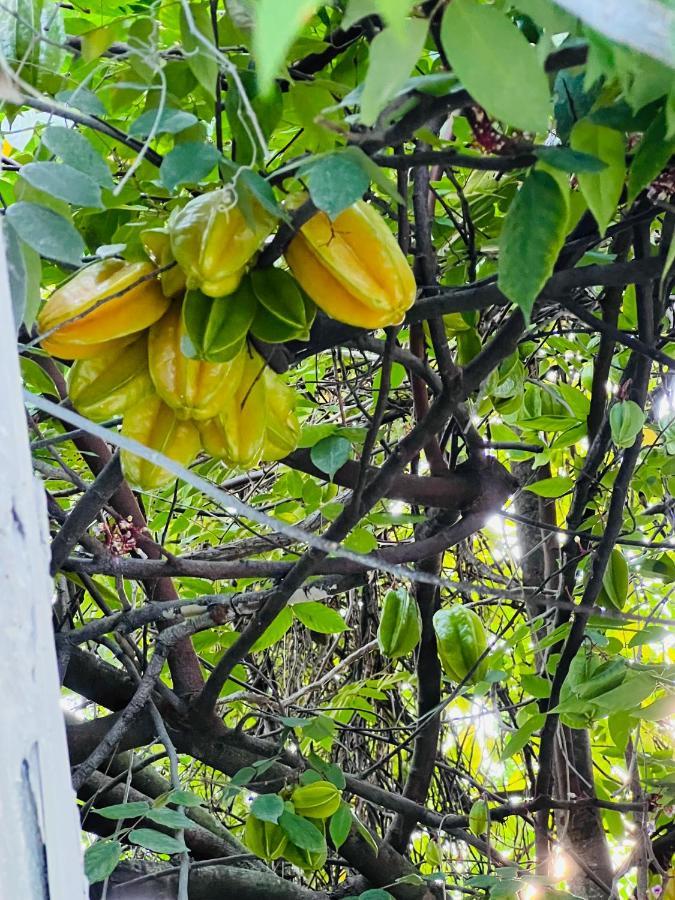 3Bdrm Fruit Tree Home Near Downtown 奥兰多 外观 照片