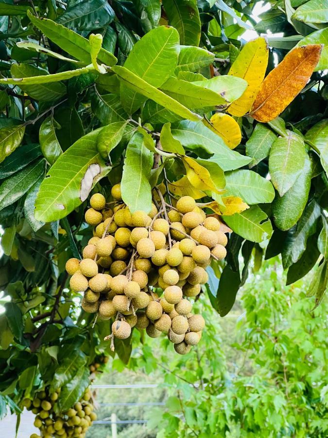 3Bdrm Fruit Tree Home Near Downtown 奥兰多 外观 照片